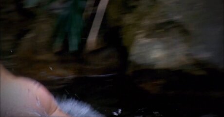 Ich Bin Ein Star  Holt Mich Hier Raus