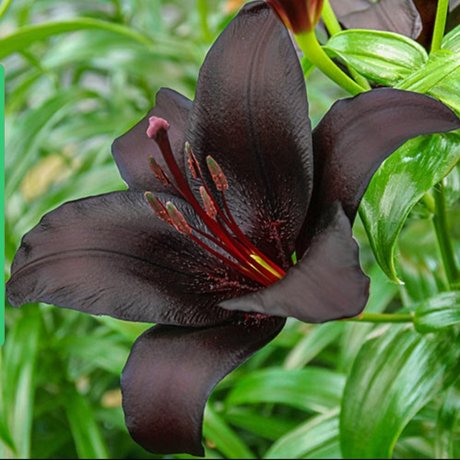 The Black Lily