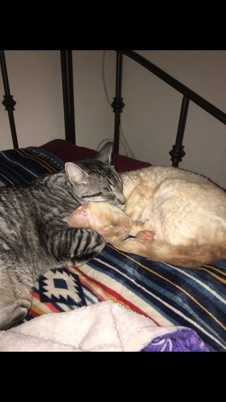 Jiggy Cat Tribe Asmr