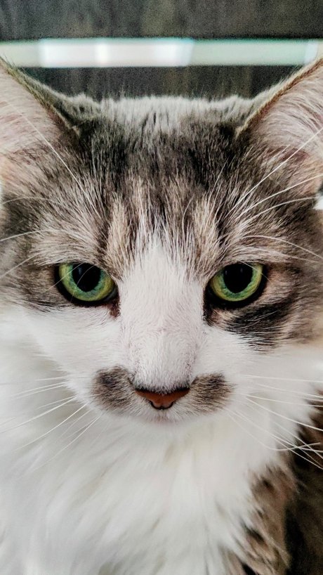 Captain Cece Cuddles