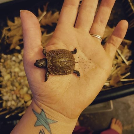 Rebel Girl Next Door