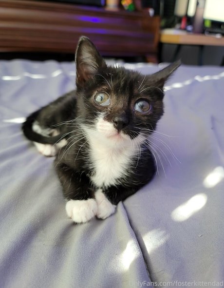 Fosterkittendad
