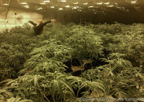 Danceincannabis